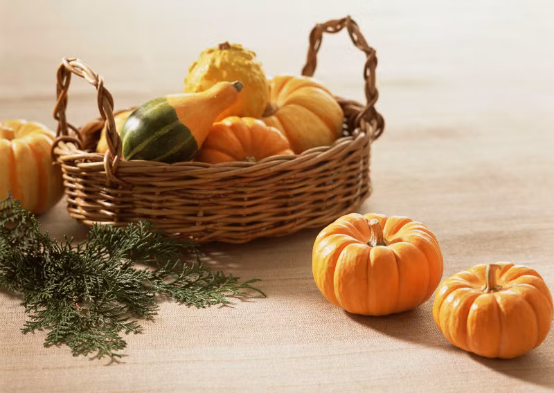 Theo Đông y, bí đỏ tính ấm có vị ngọt, tốt cho lá lách, dạ dày. Bí đỏ có tác dụng chống viêm, giảm đau, giải độc, sát trùng có thể dùng trong trường hợp cơ thể bị kí hư, đau thần kinh liên sườn, sốt rét, kiết lị, hỗ trợ cai thuốc phiện, đái tháo đường, hen phế quản. Ảnh: warting.