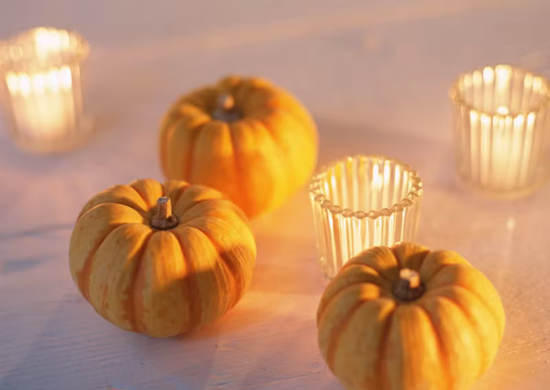 Bí đỏ giúp bảo vệ niêm mạc dạ dày, kích thích tiết dịch mật, tăng cường khả năng vận động của dạ dày và ruột, hỗ trợ tiêu hóa. Ảnh: warting.