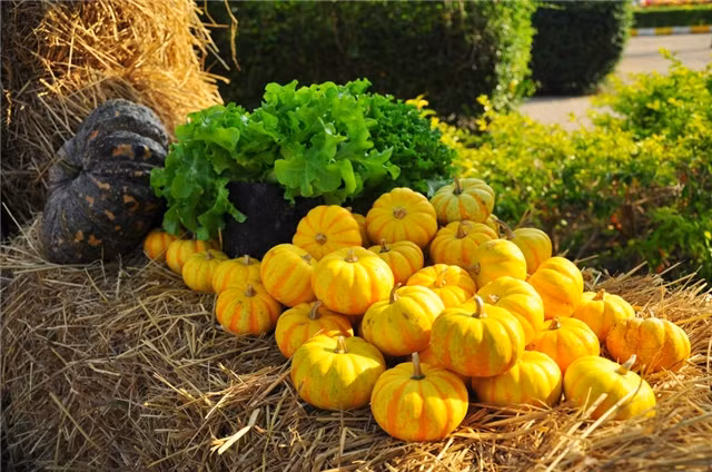 Không nấu bí đỏ nấu với khoai lang: khoai lang là thực phẩm dễ gây đầy hơi, nếu kết hợp hai thực phẩm này trong cùng một món ăn càng dễ khiến tình trạng chướng bụng thêm trầm trọng. Ảnh: quanjing.