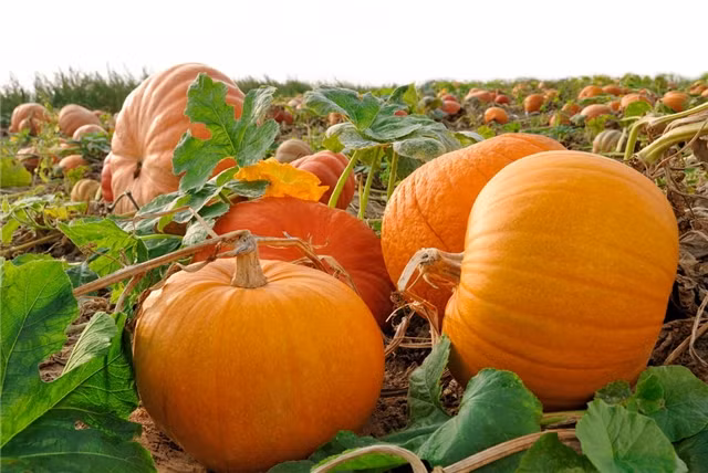 Bí đỏ chứa hàm lượng cao axit oleic linoleum, axit palmitic, stearic acid, glycerol và chất béo lành mạnh nên còn giúp ngăn ngừa đột quỵ. Tuy nhiên, để đạt được hiệu quả như mong muốn khi ăn bí đỏ cần tránh phạm phải những sai lầm sau đây. Ảnh: quanjing.