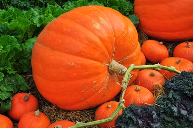 Không ăn bí đỏ cùng thịt dê: đây đều là hai thực phẩm giàu năng lượng, nếu ăn cùng nhau sẽ gây chướng bụng, táo bón. Đặc biệt những người có bệnh truyền nhiễm mãn tính hoặc nóng trong bốc hỏa không nên ăn. Ảnh: quanjing.