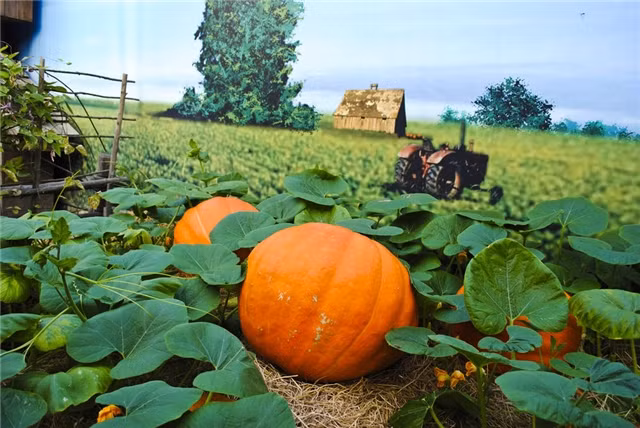 Không nấu bí đỏ với rau chân vịt: bí đỏ giàu enzyme phân hủy vitamin C sẽ phá hỏng nguồn vitamin C dồi dào có trong rau chân vịt. Ảnh: quanjing.