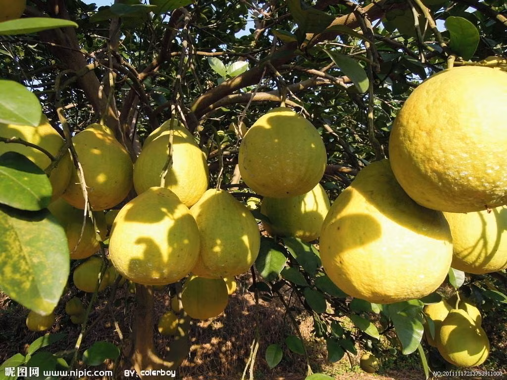 Gây chóng mặt khi uống thuốc dị ứng: Nếu bạn đã uống thuốc dị ứng thì không nên ăn bưởi vì có thể sẽ gặp phải phản ứng phụ không mong muốn như chóng mặt, đánh trống ngực, loạn nhịp và các triệu chứng khác. Ảnh: nipic.