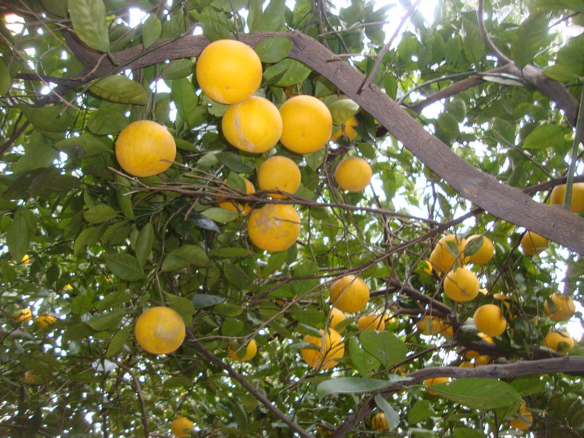 Tăng nguy cơ tổn thương gan và cơ: Khi uống các thuốc hạ mỡ máu không nên dùng bưởi bởi sẽ khiến thuốc tích tụ trong cơ thể, không bài tiết được ra ngoài, làm tăng tổn thương gan, và các phản ứng phụ khác, thậm chí có thể gây suy thận cấp. Ảnh:e0575.