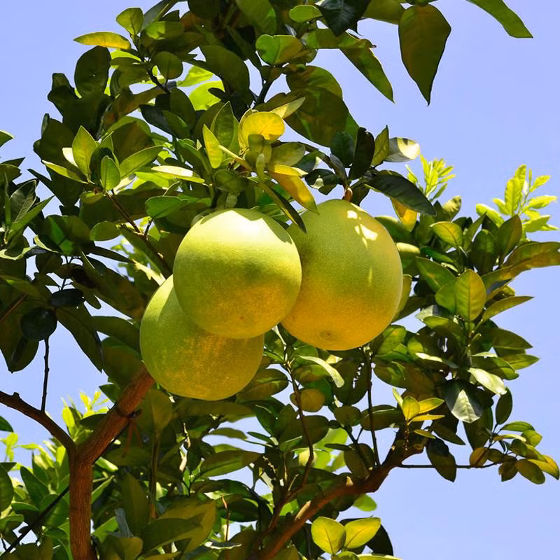 Tăng tác dụng phụ khi uống thuốc ngủ: Bưởi sẽ trì hoãn việc bài tiết chất diazepam, midazolam có trong thuốc ngủ sẽ khiến bạn chóng mặt và buồn ngủ hơn. Sau khi ngủ dậy vẫn có thể gặp các triệu chứng như như chóng mặt, hoa mắt... Ảnh: wadongxi.