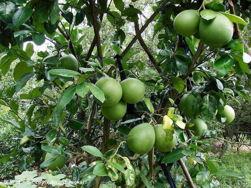 Khi sử dụng các thuốc Cyclosporine gây ức chế miễn dịch, thuốc lợi tiểu... cũng không nên ăn bưởi để tránh bị tăng nồng độ thuốc trong máu hoặc sẽ gặp phải các phản ứng phụ không mong muốn. Ảnh: nipic.