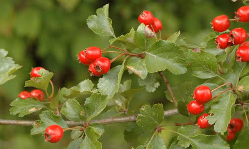 Thao duoc tu nhien giup ngua mau dong, kiem soat huyet ap-Hinh-2