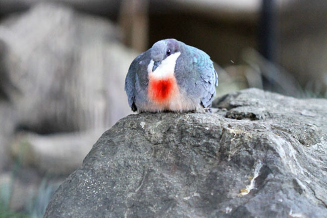 Tổ của chúng được làm trên những cây thấp, bụi rậm và cây leo, khá gần mặt đất.