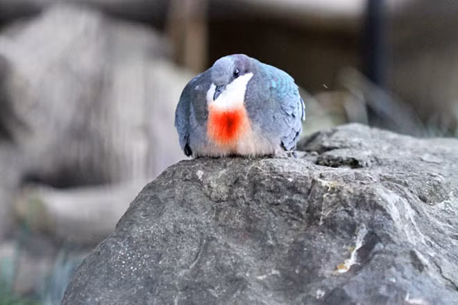 Tổ của chúng được làm trên những cây thấp, bụi rậm và cây leo, khá gần mặt đất.