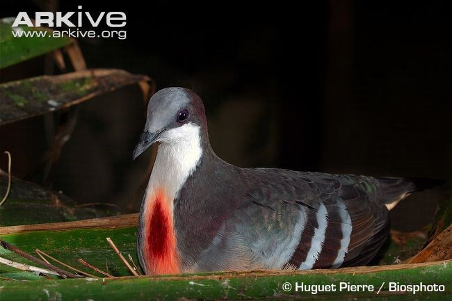 Nếu không được bảo vệ tốt, số lượng của loài chim có "trái tim rỉ máu" này sẽ bị đe dọa.