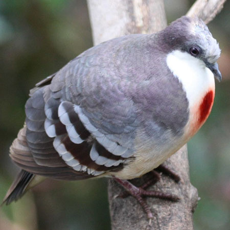 Thức ăn của loài chim có "trái tim rỉ máu" này là các loại hạt, trái cây rụng và côn trùng nhỏ. Chúng dành phần lớn thời gian để tìm kiếm thức ăn.