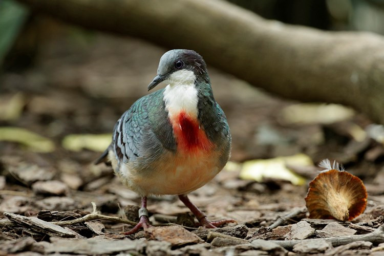 Gallicolumba luzonica rubiventris hay được gọi là Catanduanes bleeding heart chỉ có một mẫu duy nhất được thu thập vào năm 1971; Phân loài này là rất hiếm vì nó được cho là gần tuyệt chủng hoặc đã tuyệt chủng.