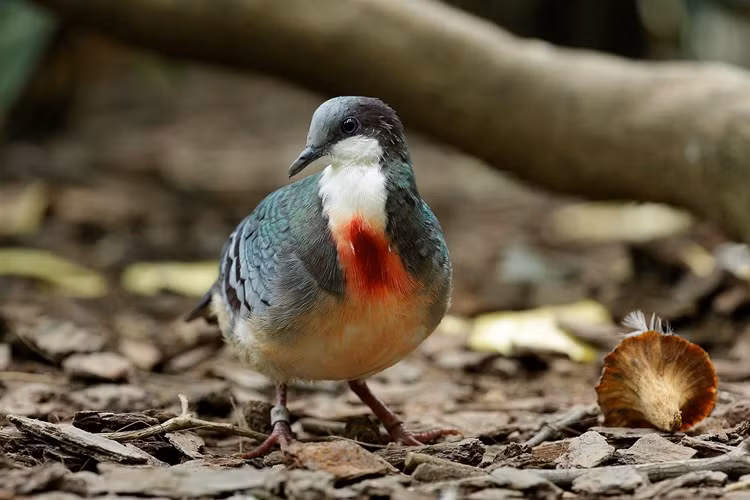 Gallicolumba luzonica rubiventris hay được gọi là Catanduanes bleeding heart chỉ có một mẫu duy nhất được thu thập vào năm 1971; Phân loài này là rất hiếm vì nó được cho là gần tuyệt chủng hoặc đã tuyệt chủng.