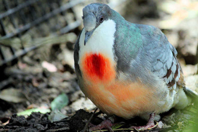 Không chỉ có "trái tim rỉ máu" đặc biệt, màu lông của chúng cũng rất đặc biệt. Tùy theo hiệu ứng ánh sáng, lông của chúng sẽ có màu tím, màu xanh hoàng gia, hay màu xanh lá cây, óng ánh rất đẹp.