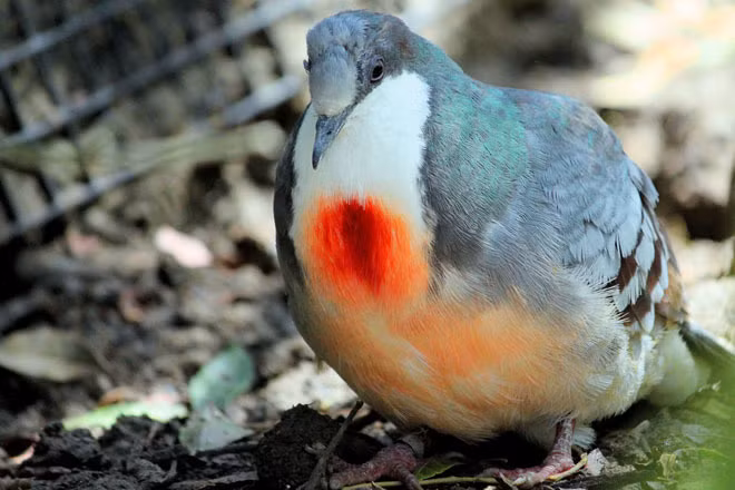 Không chỉ có "trái tim rỉ máu" đặc biệt, màu lông của chúng cũng rất đặc biệt. Tùy theo hiệu ứng ánh sáng, lông của chúng sẽ có màu tím, màu xanh hoàng gia, hay màu xanh lá cây, óng ánh rất đẹp.