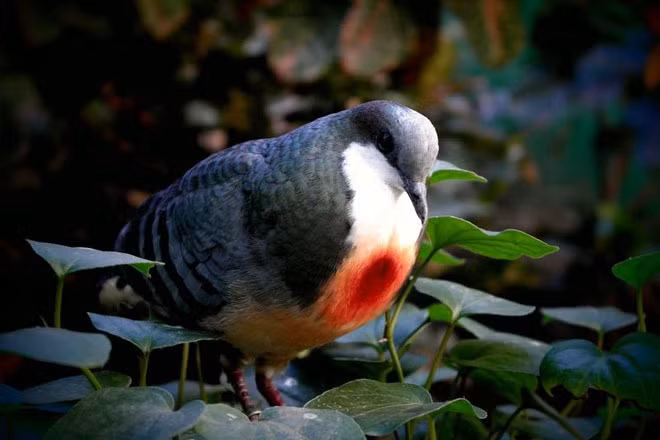 Chúng là loài chim khá nhút nhát, nên các nhà khoa học khó quan sát chúng trong môi trường sống tự nhiên.