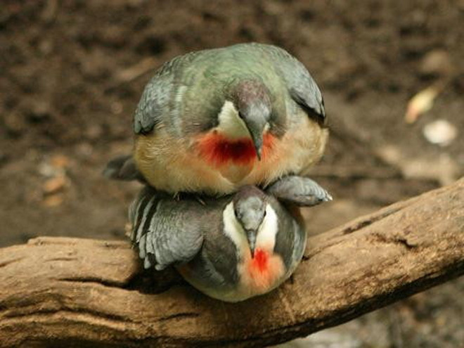 Điều đặc biệt ở loài chim này, đó là một vệt đỏ chảy từ ngực xuống bụng, trông như máu ướt thấm lông. Vì vậy, chúng được gọi là bồ câu có " trái tim rỉ máu".