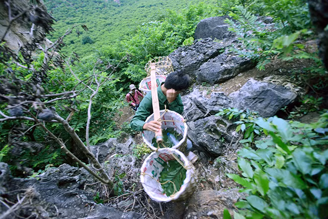 Để có được những quả na thơm lừng, ngon miệng nổi tiếng khắp cả nước, người nông dân trồng na vùng Chi Lăng phải thức dậy từ lúc tờ mờ sáng, trèo đèo lôi suối nhiều km nơi vách đá mới có thể đến được vùng trồng na để thu hoạch.