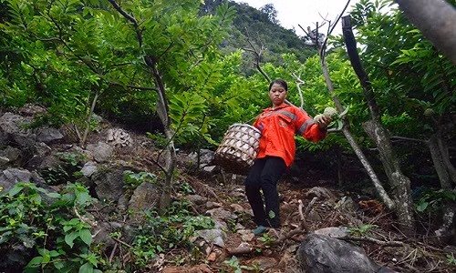 "Cứ mỗi dịp sau tết là gia đình tôi đã phải lên núi để chăm cây, tỉa cành. Phân bón cũng phải dựa vào sức người mà gánh từ dưới nhà lên núi, công việc thụ phấn cho hoa cũng phải được làm bằng tay để đảm bảo chất lượng quả ra đồng đều. Lúc đến mùa thì phải đi thu hoạch hàng ngày, kể cả trời mưa cũng phải trèo leo để hái na để tránh bị hỏng trái", chị Hạnh cho biết thêm.