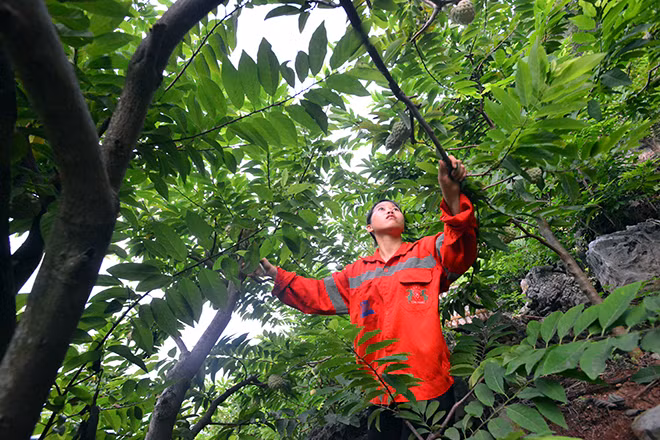 “Do đặc điểm sinh trưởng của cây na ưa vùng đồi núi dốc và đất ở vùng núi đá vôi nên việc trồng na, chăm sóc hay thu hoạch cũng vô cùng vất vả”, chị Hạnh vừa bám tay vào cành cây cho khỏi ngã do đường trơn vừa nói.