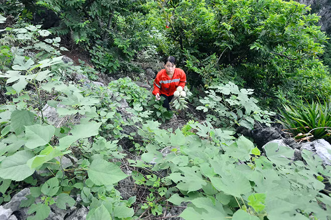 Theo chân chị Triệu Thị Hạnh (một chủ vườn na tại Chi Lăng) mới biết để hái được những trái na tươi ngon người dân nơi đây phải vất vả như thế nào.