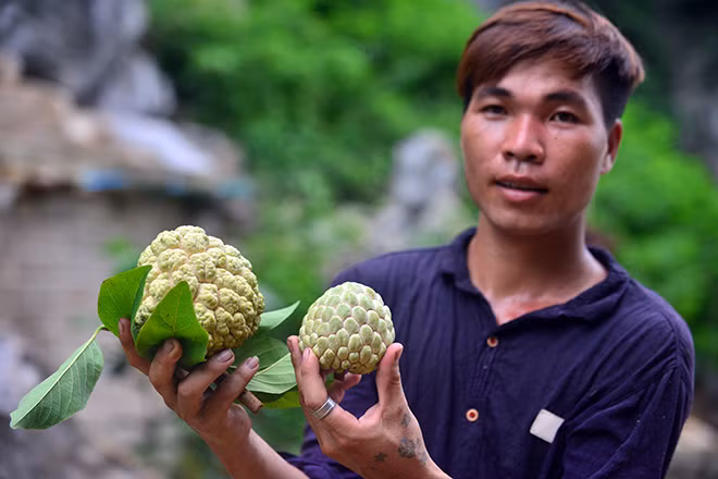 Nhắc đến vùng đất Chi Lăng, ngoài chiến thắng lịch sử oai hùng của quân Lam Sơn chiến thắng quân Minh xâm lược thì vùng đất này còn nổi tiếng với đặc sản quả na. Đi hỏi những người cao tuổi nhất vùng cũng chẳng ai biết cây na có mặt ở đất này từ bao giờ, chỉ biết họ sinh ra đã thấy các bà, các mẹ cho ăn những quả na thơm lừng, ngọt lịm.