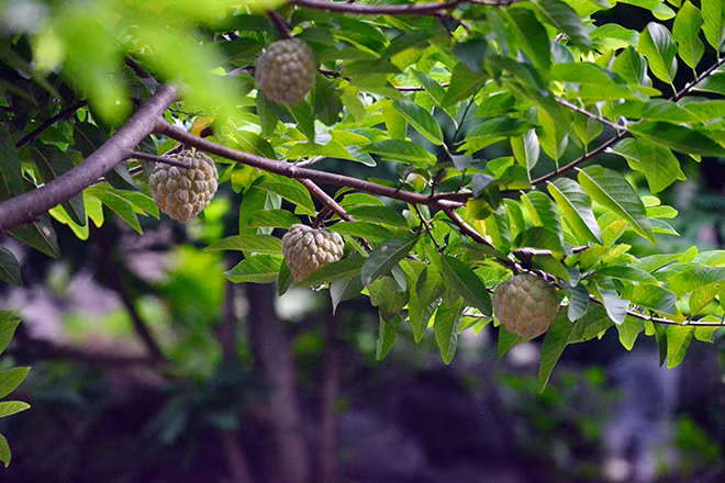 Cây na thường được tỉa cành tạo tán nên chỉ cao hơn 2 mét. Người dân trồng na vào vị trí có đất xen kẽ giữa các tảng đá, hốc đá. Mỗi cây được bao quanh bằng “hàng rào” đá. Chọn những quả na già mở mắt, người thu hoạch na phải cầm kéo sắc cắt cả cuống, lá để giữ quả tươi lâu. Với những quả trên cành cao thì phải đu người lên để với.