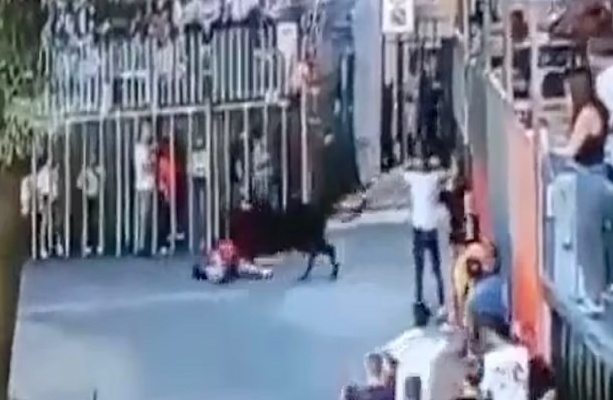 Đang đi bộ, người phụ nữ bị bò húc tử vong Dang di bo, nguoi phu nu bi bo huc tu vong