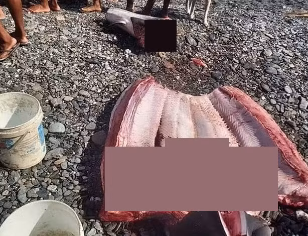 "Con cá mập bị bắt nhưng sức khỏe nó không tốt. Tôi nghĩ nó đã nuốt phải nhựa hoặc lưới đánh cá. Sau khi mổ bụng cá mập, chúng tôi phát hiện bên trong có thi thể một phụ nữ", người này kể lại.