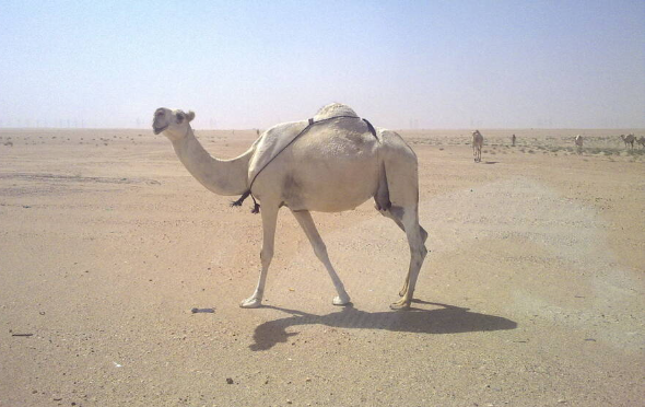 Nhiệt độ ở Kuwait nóng như thiêu đốt quanh năm.