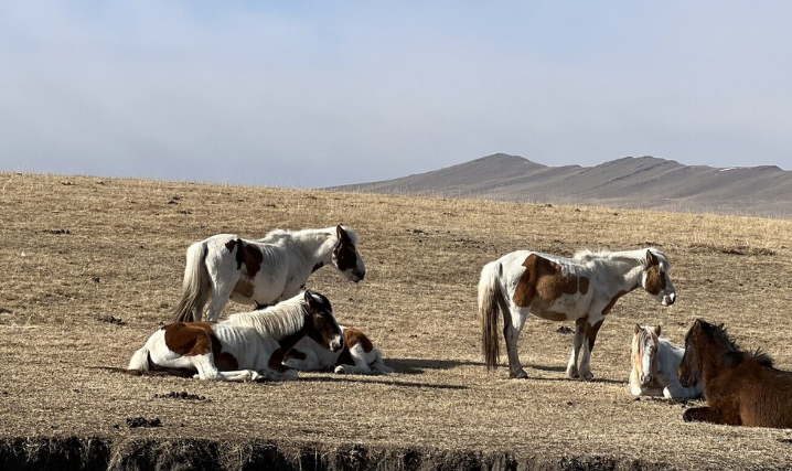 Số lượng gia súc ở nước này nhiều hơn cả dân số. Theo điều tra dân số hàng năm năm 2020, Mông Cổ có 67,1 triệu gia súc so với chỉ 3,2 triệu người. Ảnh: SC.