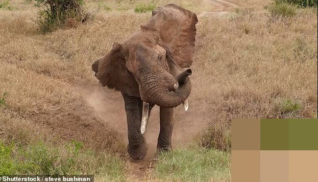 Đang chụp ảnh 'sống ảo', nam thanh niên bị voi giẫm tử vong Dang chup anh 'song ao', nam thanh nien bi voi giam tu vong