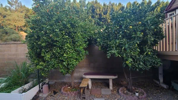 Ngôi biệt thự sang trọng của cô tại thành phố Irvine, California, Mỹ. Vì yêu thiên nhiên và muốn có không gian cho các con vui chơi nên cặp đôi đã dành gần 500m2 để làm sân vườn.