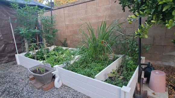 Khung cảnh trong khu vườn rất bình yên, trồng nhiều cây trái quen thuộc của Việt Nam như chanh, quất, ớt, các loại rau thơm,...