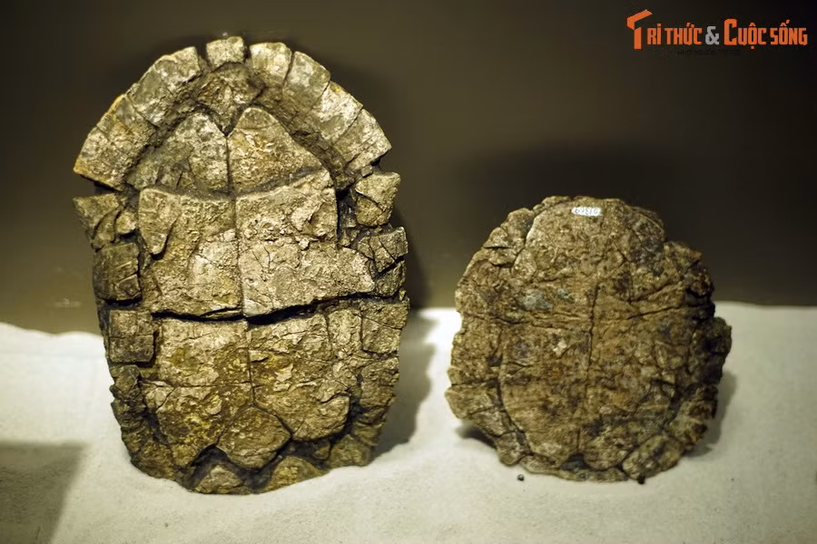 Nhiều loài và chi đã được đặt tên địa phương như: ốc nước ngọt Bacbotricula, trai nước ngọt (5 loài), cá (9 loài), rùa (5–6 loài), cá sấu (3 loài), “quái thú than” Anthracotheres, đặc biệt là tê giác Epiaceratherium naduongense và linh trưởng mũi cong Anthradapis vietnamensis... Ảnh: Hóa thạch rùa Na Dương (chi Banhxeochelys).