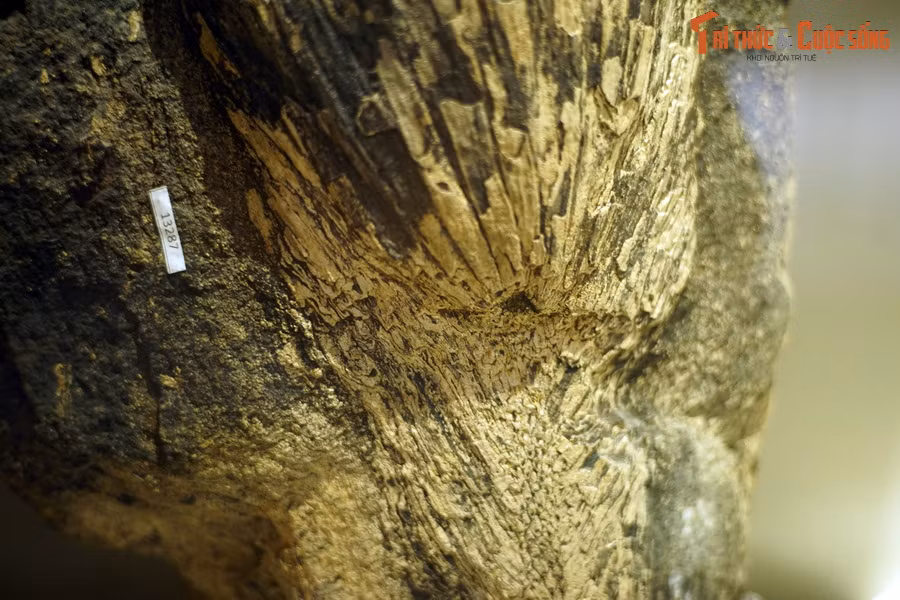 Cụ thể, đó là các loài cây thuộc họ Cử, họ Sồi, long não, dâu tằm, thị, đa… và một số loài thực vật bậc thấp thuộc ngành dương xỉ. Ảnh: Hóa thạch dương xỉ cổ thân mộc Na Dương.