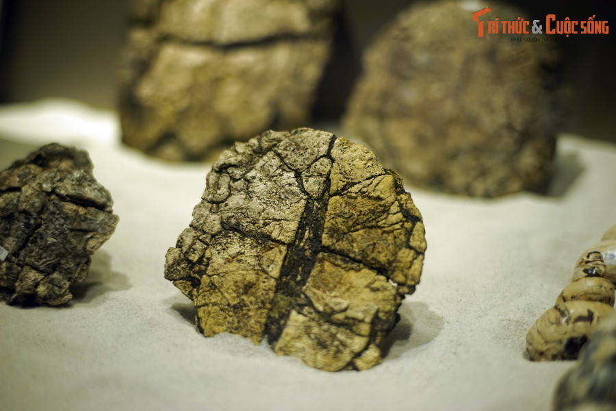 Nhưng khoảng 10 triệu năm sau (23 triệu năm trước), khu vực này bị ngập cục bộ, dần trở thành một hồ nước sâu. Động vật sống trên cạn hoặc trong môi trường sống đầm lầy đều bị tuyệt chủng. Ảnh: Hóa thạch rùa Na Dương (chi Banhxeochelys).