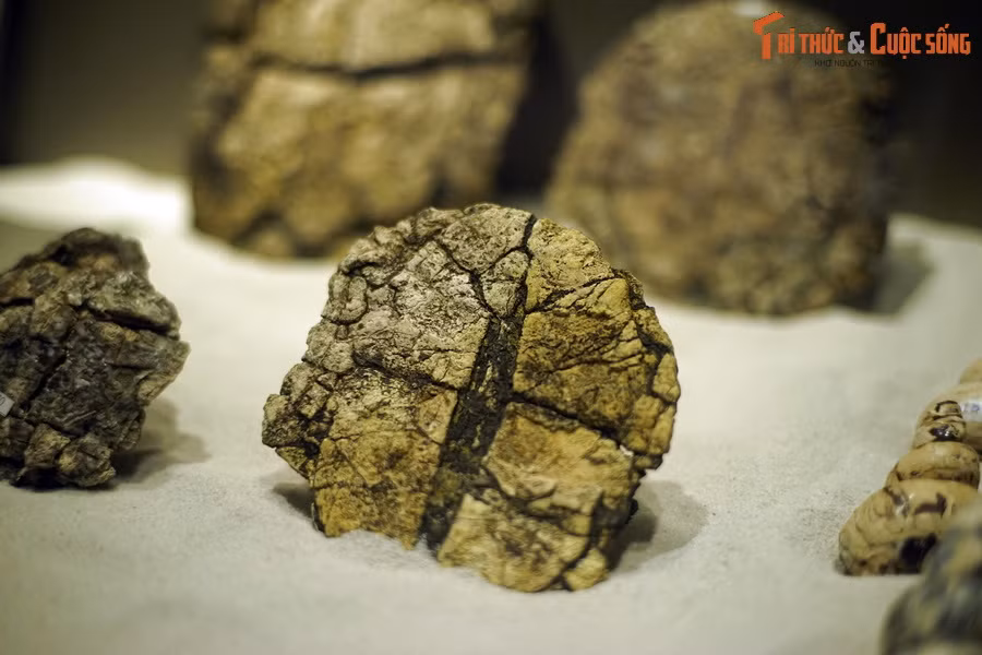 Nhưng khoảng 10 triệu năm sau (23 triệu năm trước), khu vực này bị ngập cục bộ, dần trở thành một hồ nước sâu. Động vật sống trên cạn hoặc trong môi trường sống đầm lầy đều bị tuyệt chủng. Ảnh: Hóa thạch rùa Na Dương (chi Banhxeochelys).