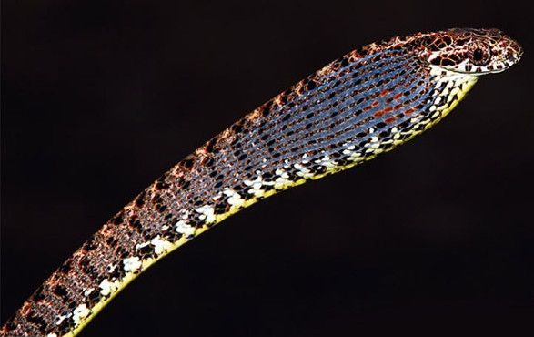 Rắn rào ngọc bích Boiga jaspidea có thể coi là loài rắn có vẻ đẹp bắt mắt nhất với những màu sắc, hoa văn không thể hài hoà hơn. Đây là loài không có độc, nhưng chúng lại có khả năng bắt chước một số loài rắn độc khi bị đe doạ bằng cách phình to phần đầu ra cùng những âm thanh để hù doạ kẻ thù. Ảnh: Quản trị mạng.