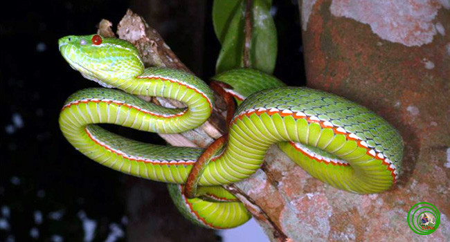 Rắn lục miền nam Viridovipera vogeli. Đây được coi là kẻ ăn đêm siêu phàm và khôn ngoan nhất trong các loài rắn. Trong bóng đêm mịt mùng của rừng nhiệt đới, chúng có thể vẫn tóm gọn con mồi nhờ khả năng cảm nhiệt.