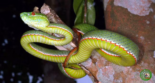 Rắn lục miền nam Viridovipera vogeli. Đây được coi là kẻ ăn đêm siêu phàm và khôn ngoan nhất trong các loài rắn. Trong bóng đêm mịt mùng của rừng nhiệt đới, chúng có thể vẫn tóm gọn con mồi nhờ khả năng cảm nhiệt.