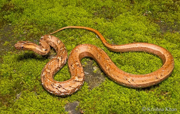 Rắn hổ đất nâu Psammodynastes pulverulentus thường bị nhầm lẫn với các loài rắn có nọc độc khác, tuy nhiên nó là loài hoàn toàn vô hại. Thức ăn chủ yếu của chúng là thằn lằn và ếch; chúng săn mồi cả ngày lẫn đêm. Ảnh: Wikipedia.