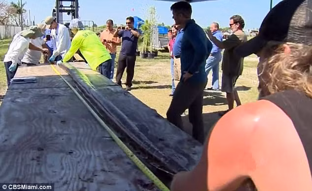 Trả lời với phóng viên, Crum mô tả khoảnh khắc ông chiến đấu với con trăn giống như hai vận động viên huyền thoại so tài nhau trong chương trình đấu vật chuyên nghiệp WrestleMania.