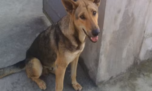 Chu cho khong bao gio ngu va ly do khien ai cung nghen lai