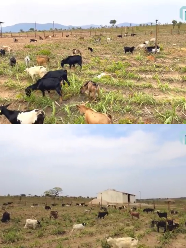 Trang trại của Quang Linh có thể hơn 400 con dê. Vào 14h mỗi ngày anh sẽ thả dê ra để chúng vui chơi và đưa dê vào lại chuồng lúc 17h. Nguồn ảnh: YouTube Quang Linh Vlogs