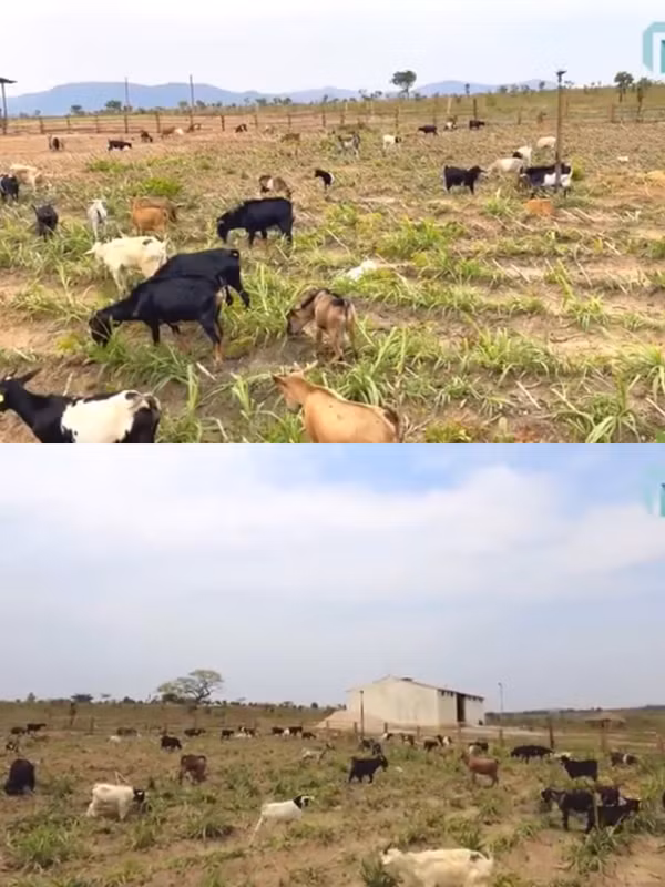 Trang trại của Quang Linh có thể hơn 400 con dê. Vào 14h mỗi ngày anh sẽ thả dê ra để chúng vui chơi và đưa dê vào lại chuồng lúc 17h. Nguồn ảnh: YouTube Quang Linh Vlogs