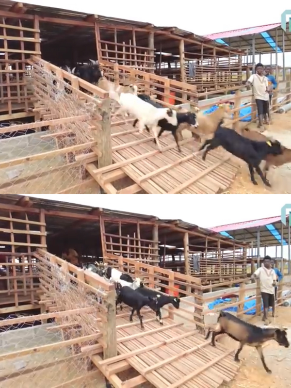 Đặc biệt, do khu đất rộng nên Quang Linh còn mong muốn làm một khu vui chơi cho dê.