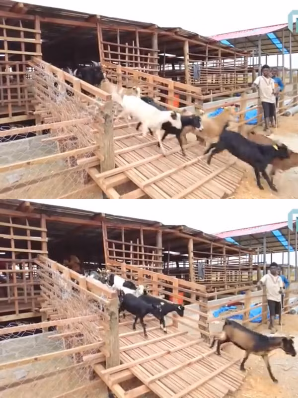 Đặc biệt, do khu đất rộng nên Quang Linh còn mong muốn làm một khu vui chơi cho dê.