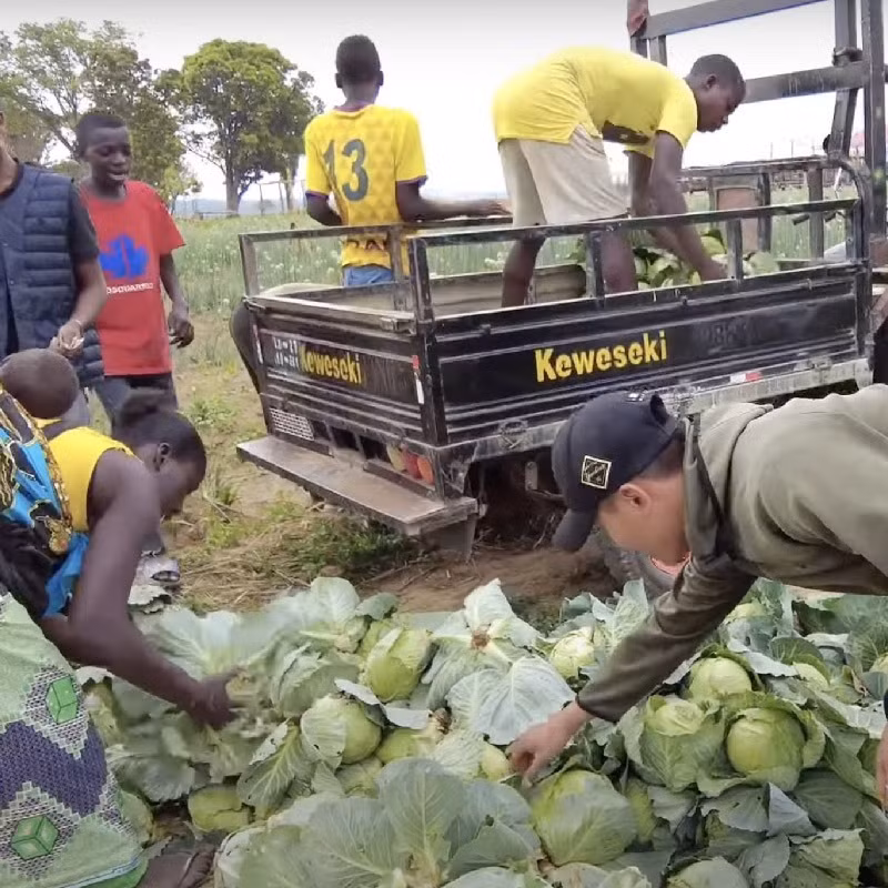 Bên cạnh đó, trang trại của Quang Linh vlog còn cho thu hoạch lượng bắp cải lớn.