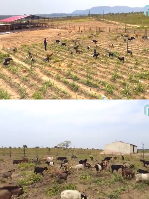 Ngoài rau củ, Quang Linh Vlog còn nuôi cả một đàn dê.